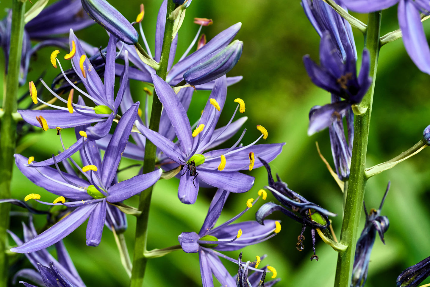 30 BLUE CAMAS Camass Lily Wild Indian Hyacinth Camassia Quamash Flower Herb Seeds