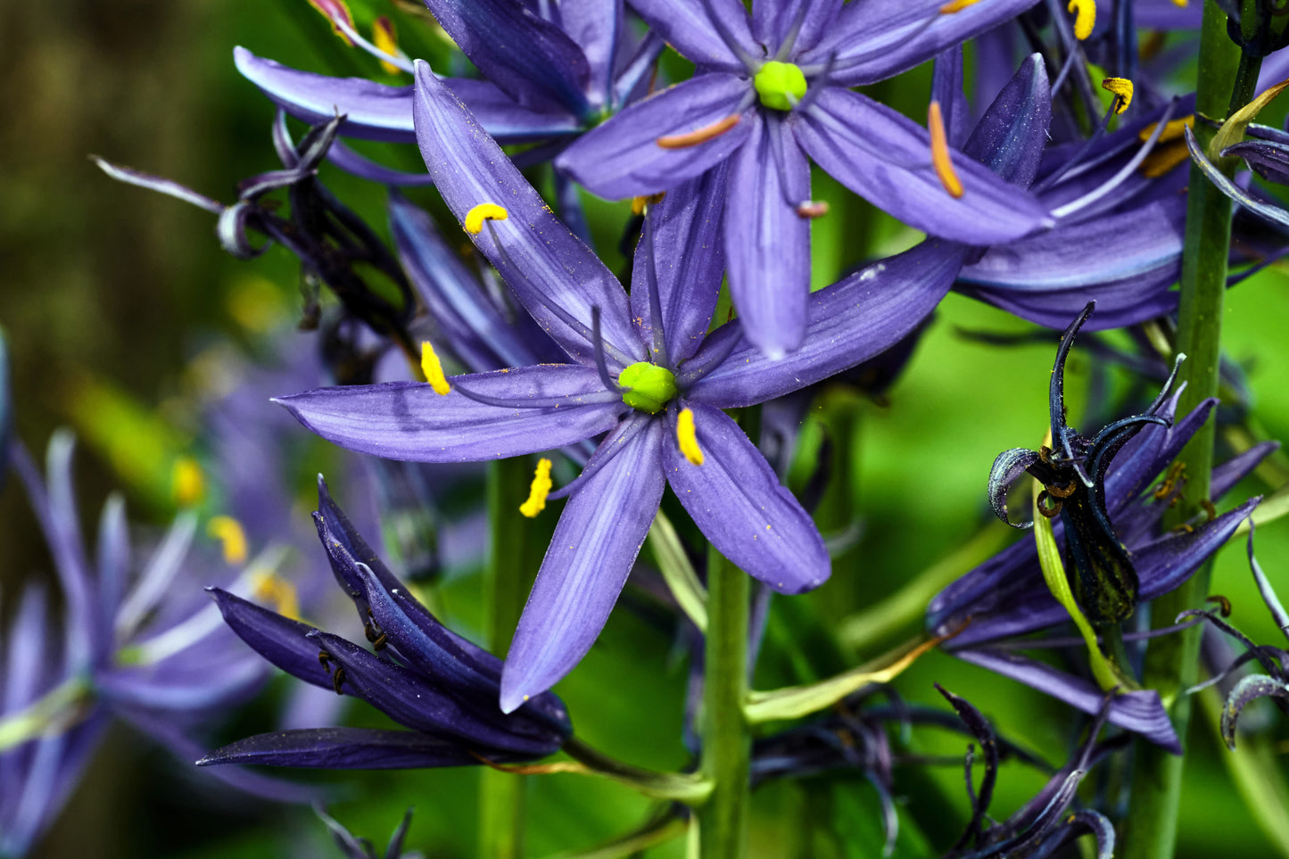 30 BLUE CAMAS Camass Lily Wild Indian Hyacinth Camassia Quamash Flower Herb Seeds