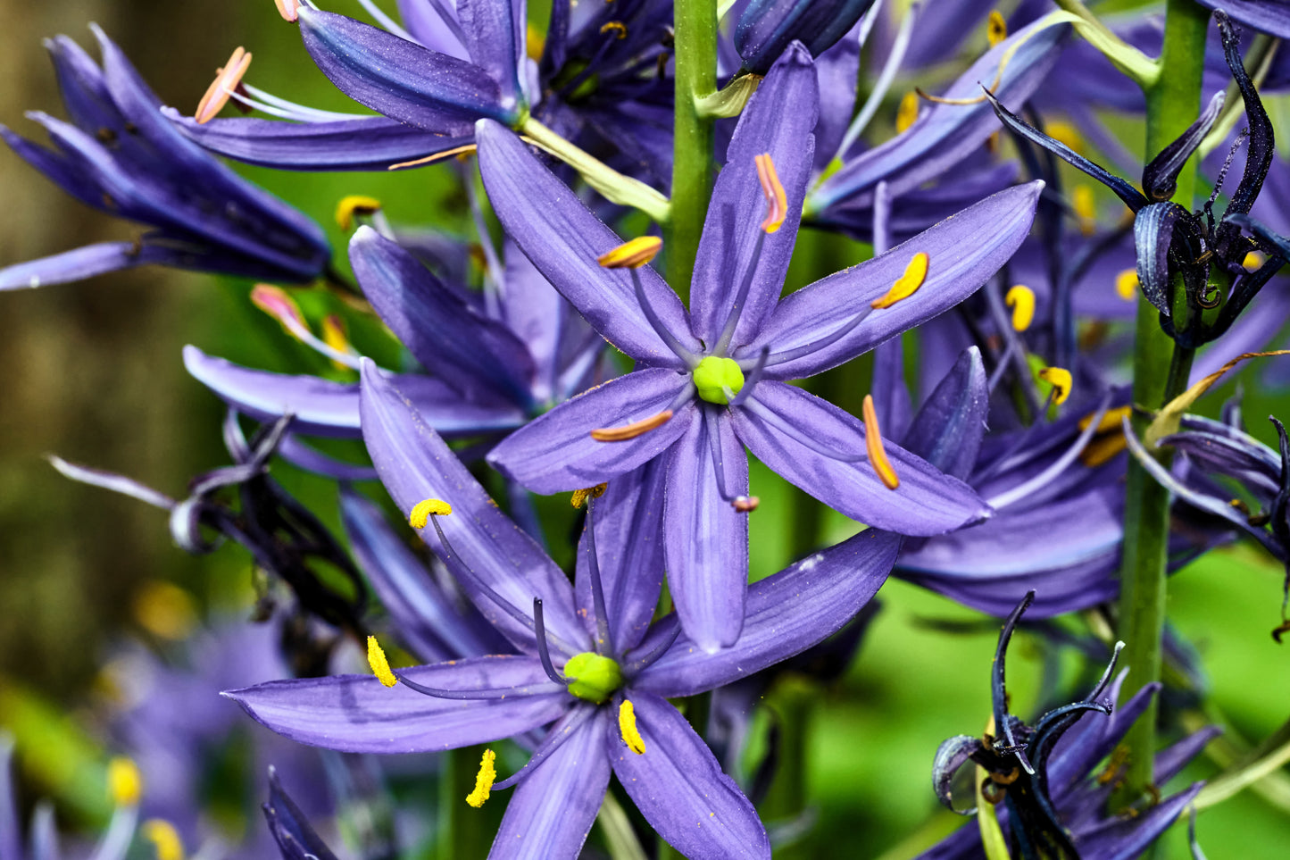 30 BLUE CAMAS Camass Lily Wild Indian Hyacinth Camassia Quamash Flower Herb Seeds