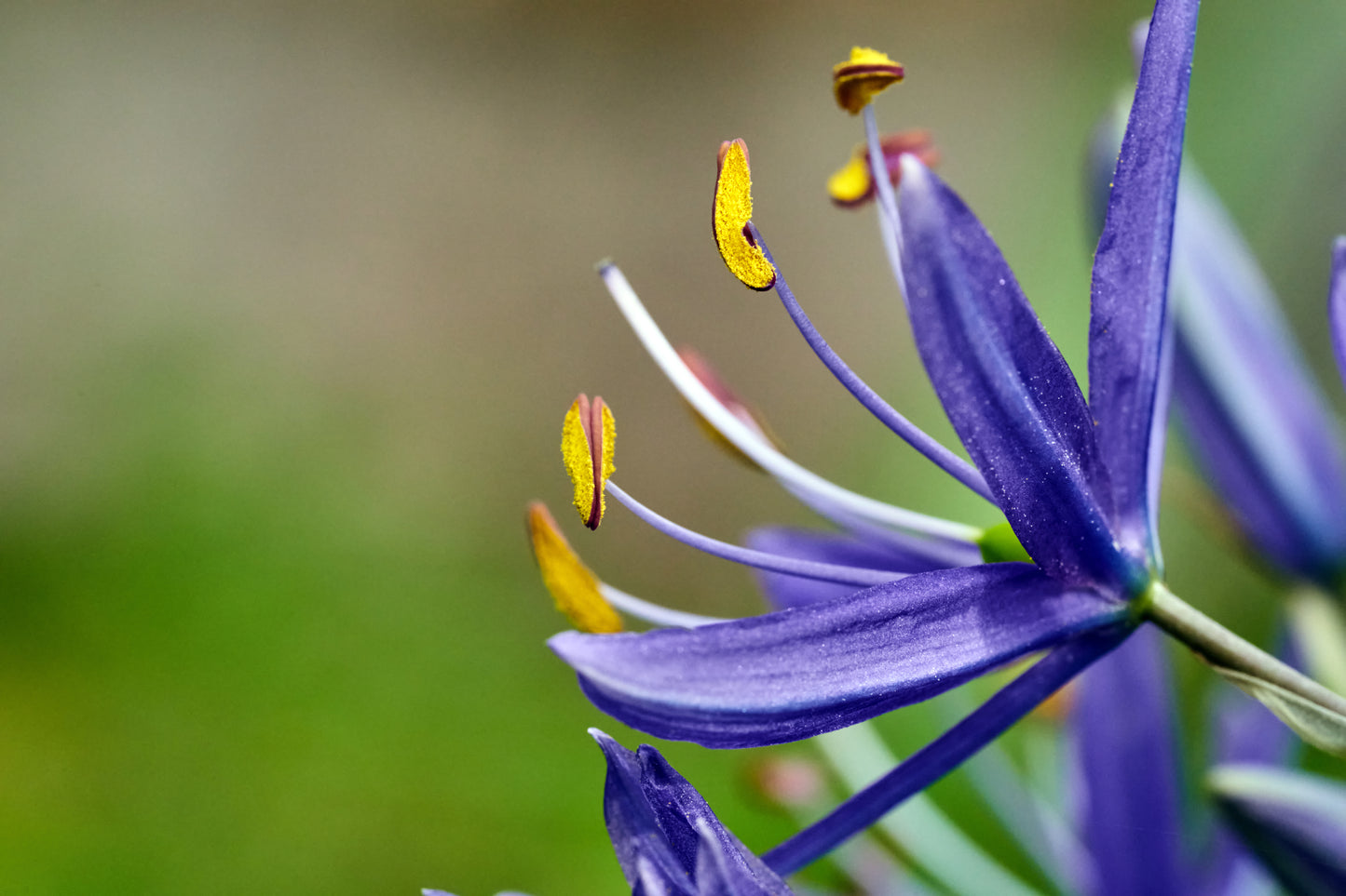 30 BLUE CAMAS Camass Lily Wild Indian Hyacinth Camassia Quamash Flower Herb Seeds