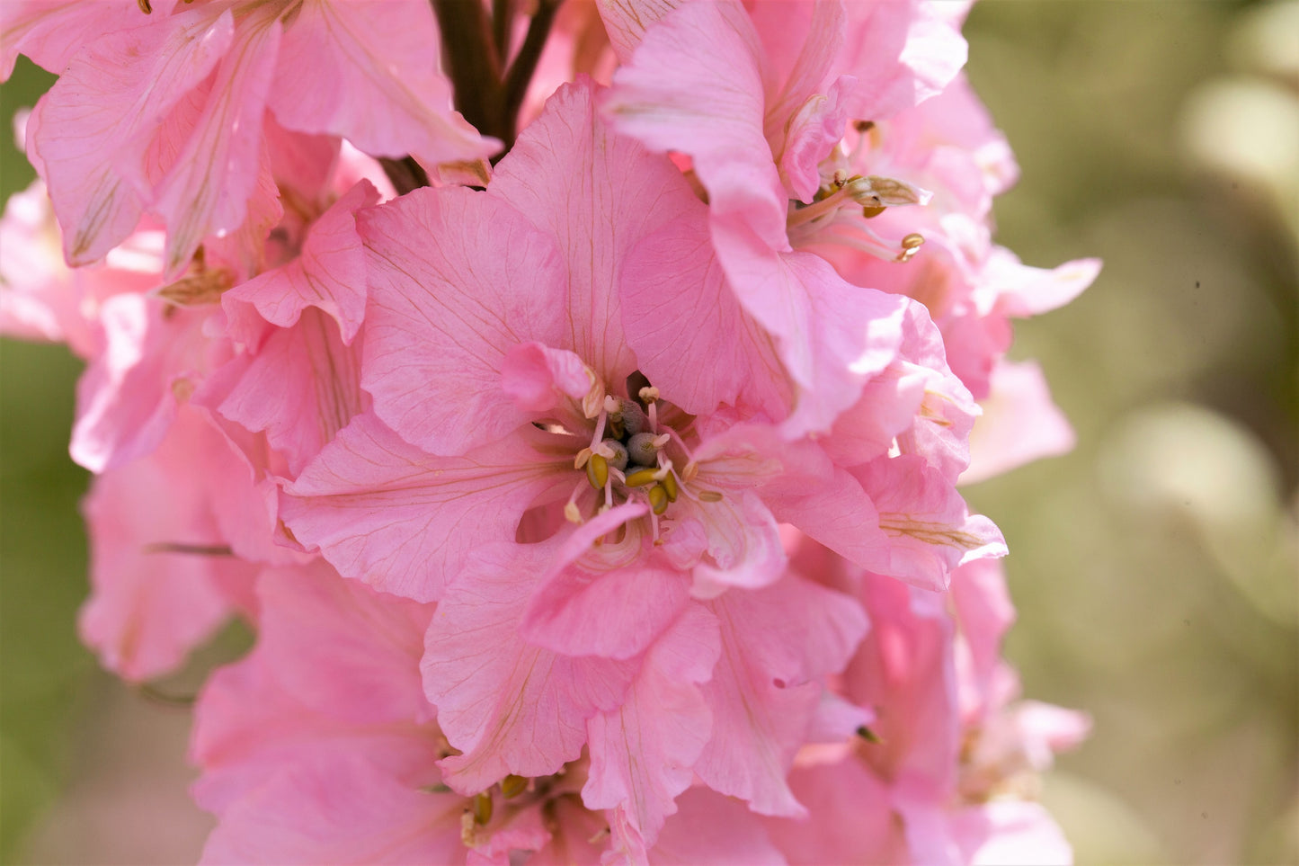 100 PINK PERFECTION LARKSPUR / DELPHINIUM Consolida Ambigua Ajacis Flower Seeds