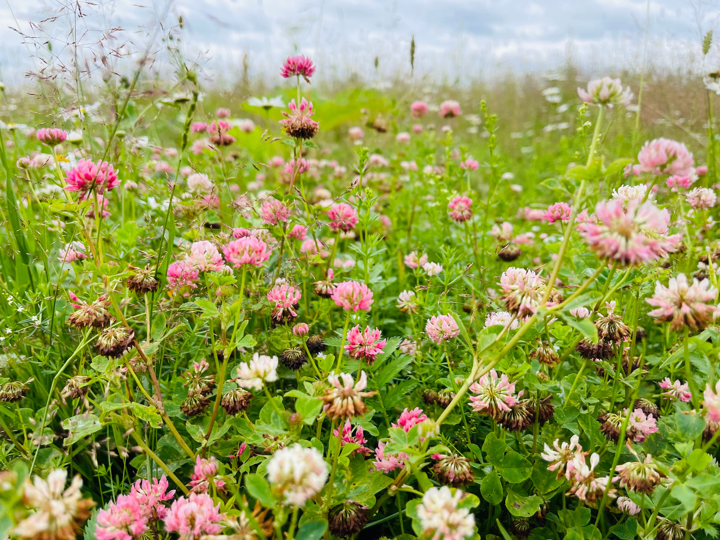 1500 ALSIKE CLOVER Trifolium Hybridum Pink & White Flower Legume Seeds