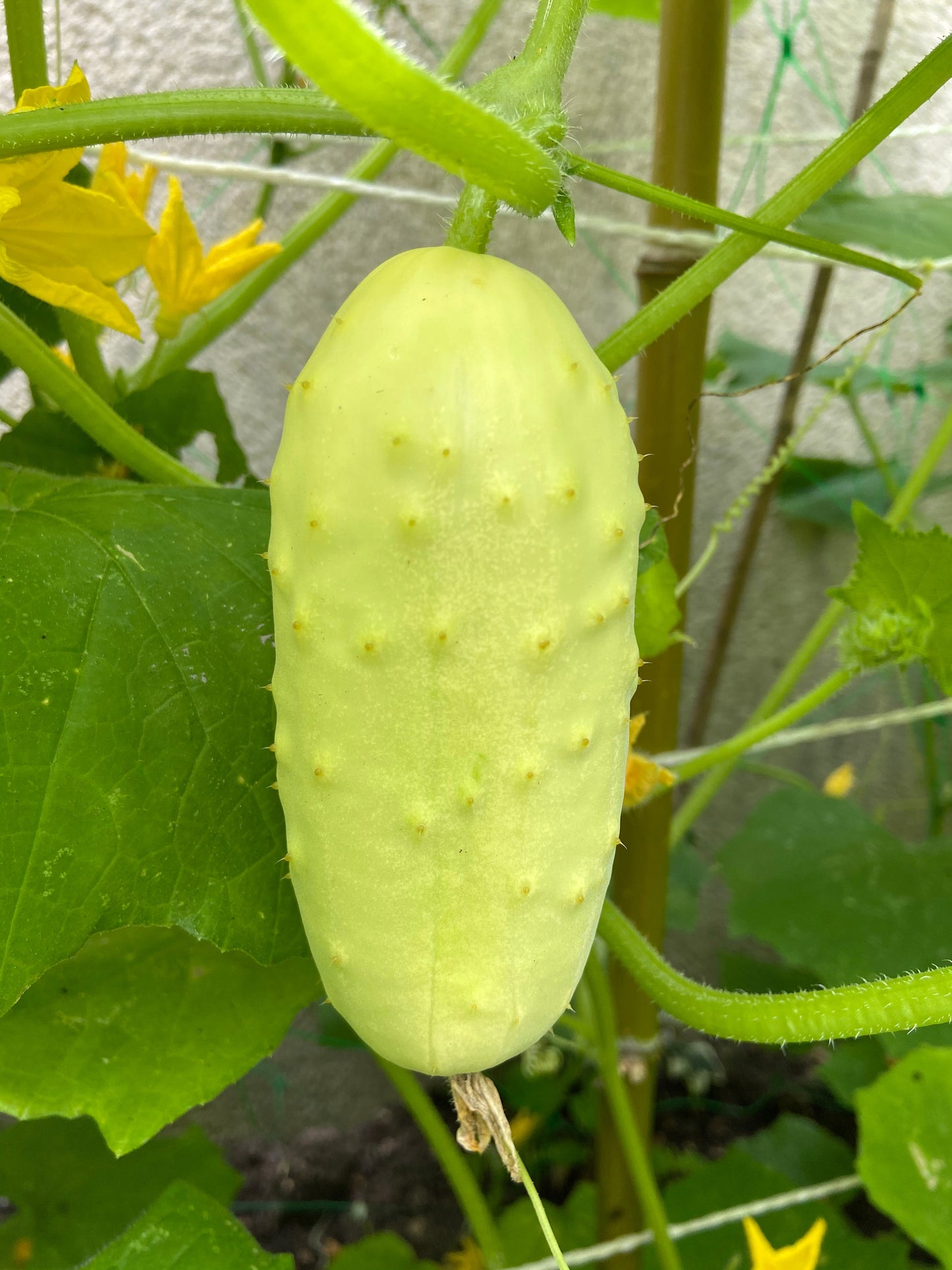 50 WHITE WONDER CUCUMBER Fruit Cucumis Sativus Seeds