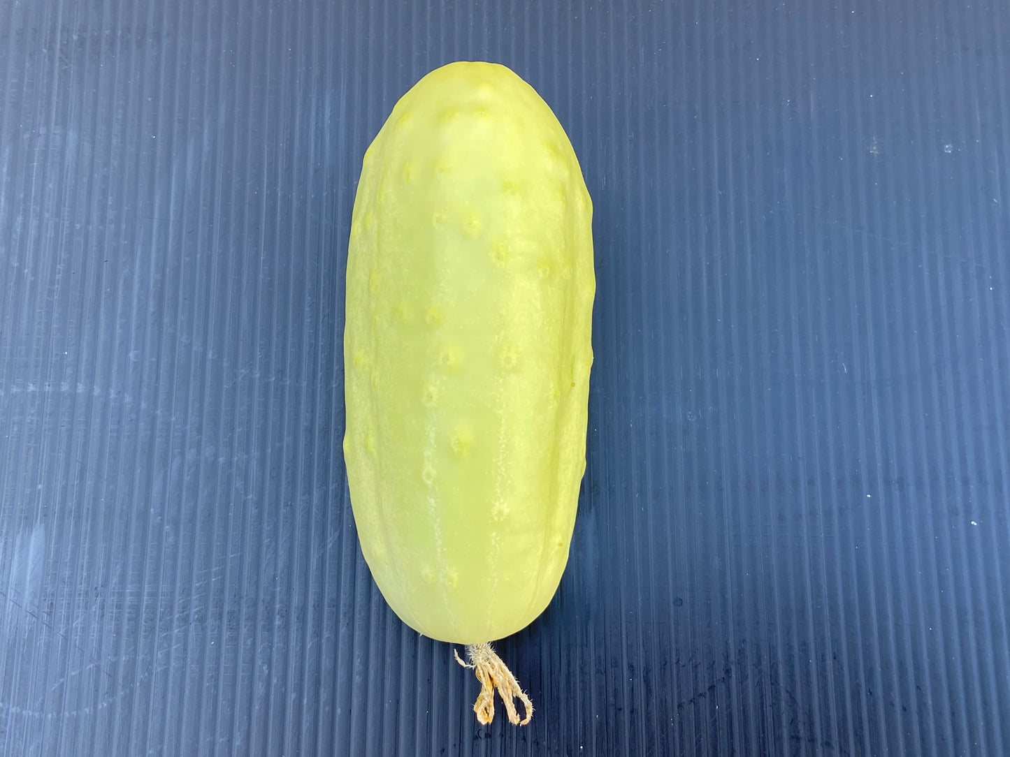 50 WHITE WONDER CUCUMBER Fruit Cucumis Sativus Seeds