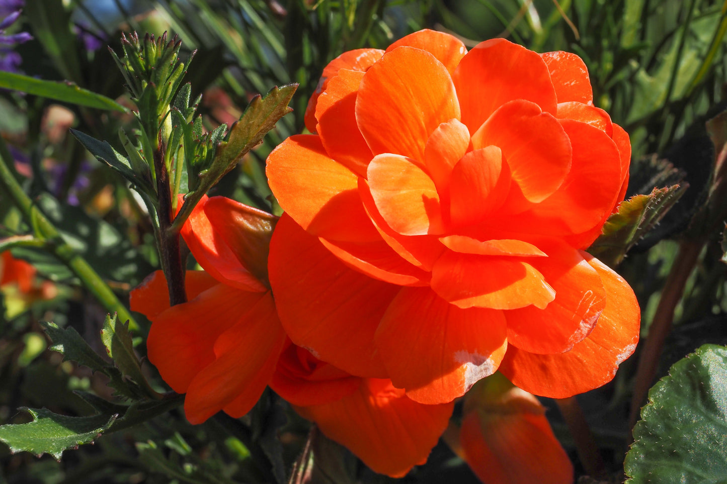 10 ORANGE DOUBLE BEGONIA Tuberosa Tuberous Begonia Shade Flower Seeds