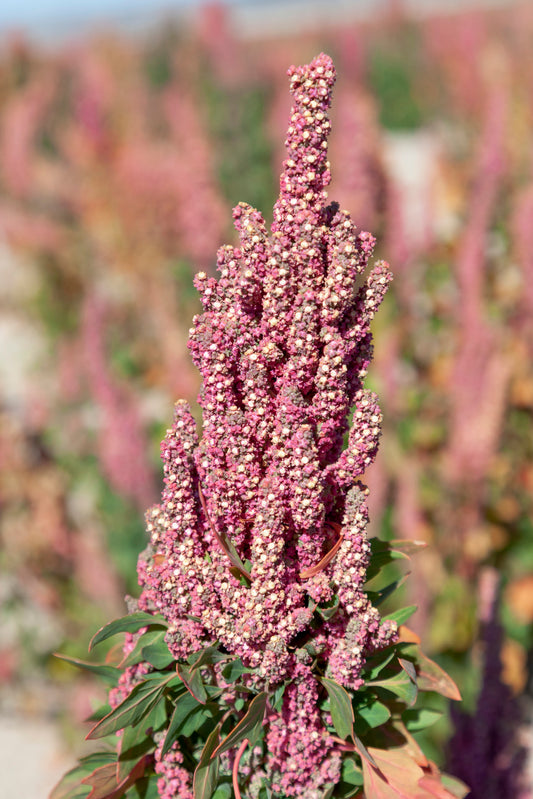 50 Organic CHERRY VANILLA QUINOA Chenopodium Pink Flower White Grain Vegetable Seeds