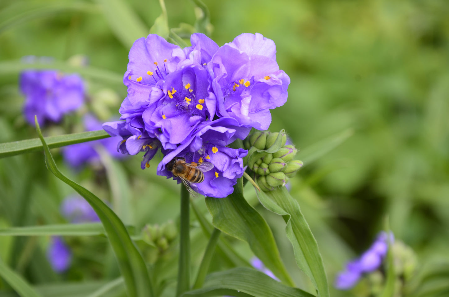 100 Purple OHIO SPIDERWORT (Widows Tears / Bluejacket) Tradescantia Ohiensis Flower Seeds