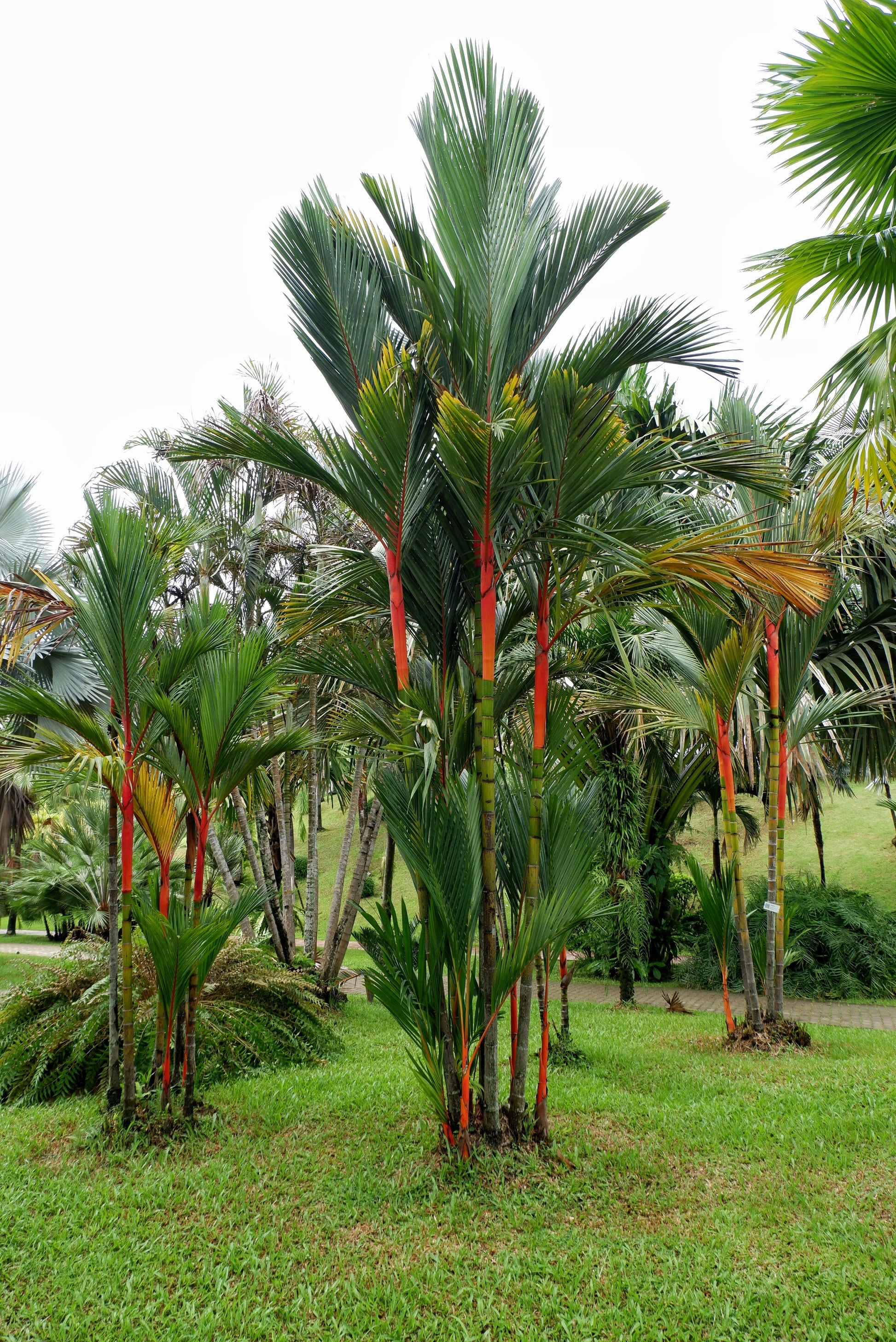 red wax palm plant 10 Red LIPSTICK PALM Sealing Wax Palm Cyrtostachys Renda Tree Houseplant Seeds