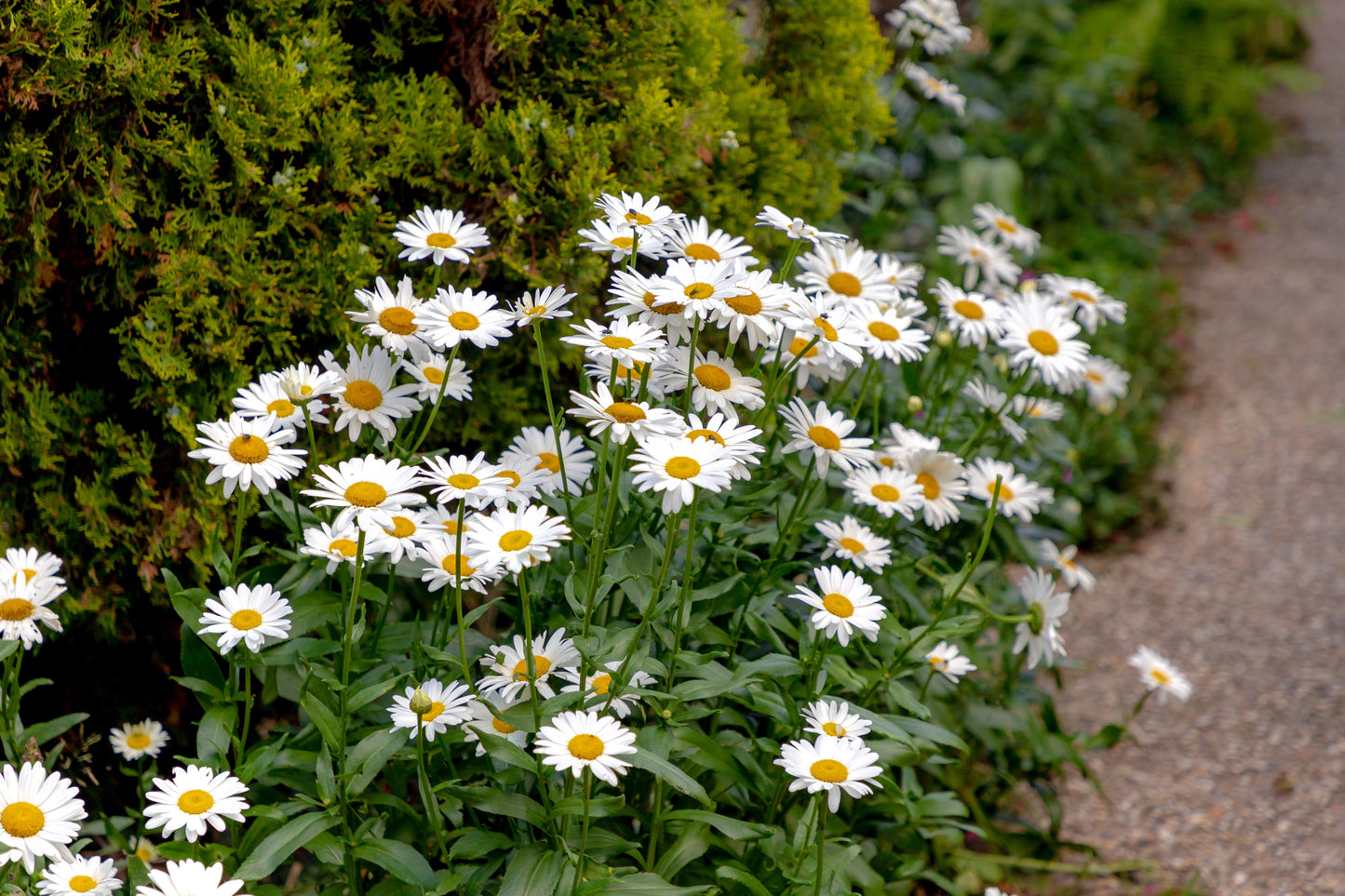 1000 DWARF White SHASTA DAISY Chrysanthemum Maximum Flower Seeds