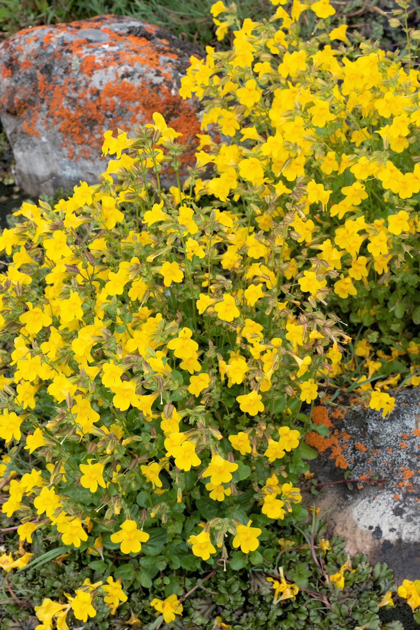 250 YELLOW MONKEY FLOWER Mimulus Grandiflorus Perennial Flower Seeds