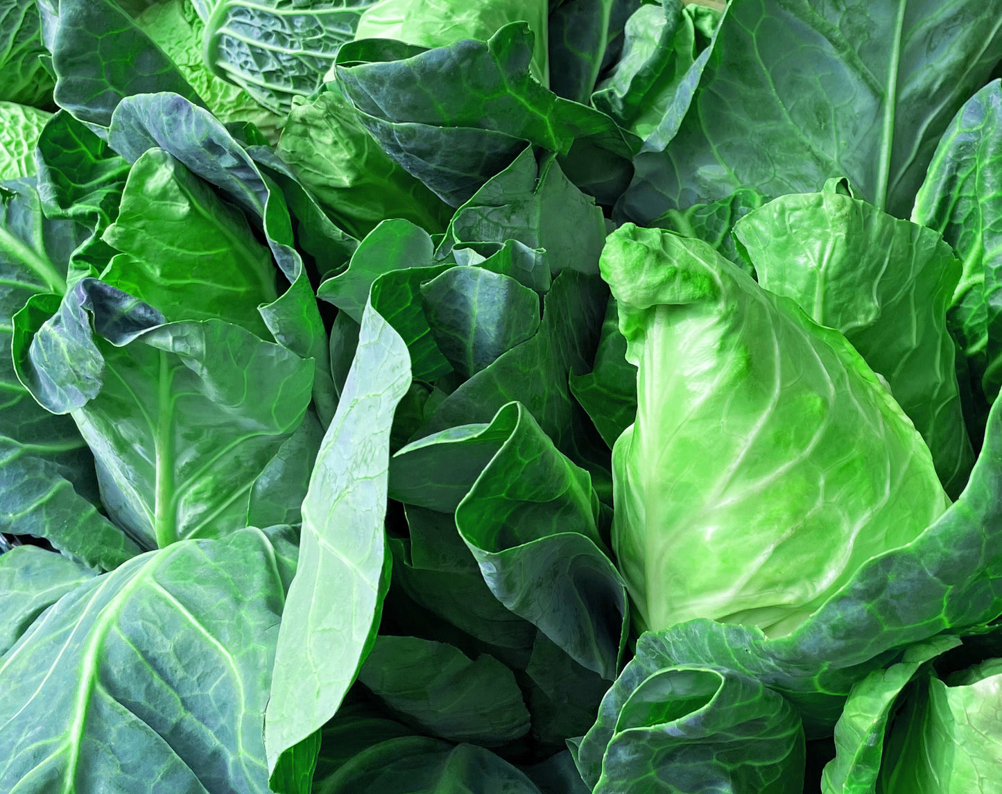 300 CHARLESTON WAKEFIELD CABBAGE Heirloom Cone Brassica Oleracea Vegetable Seeds