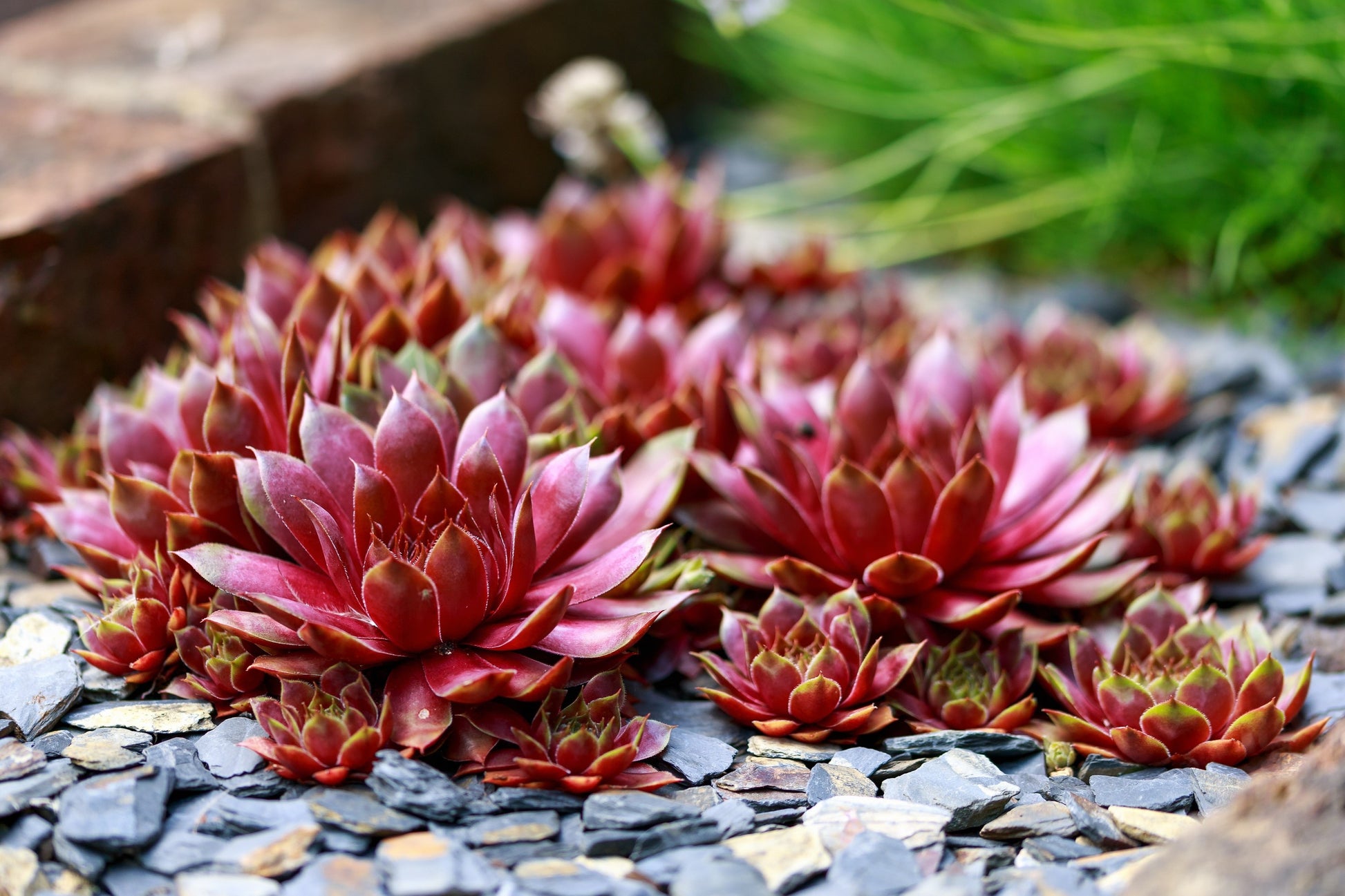 forever succulents 25 MIXED HENS & CHICKS Chickens Succulent (Live Forever) Sempervivum Flower Seeds