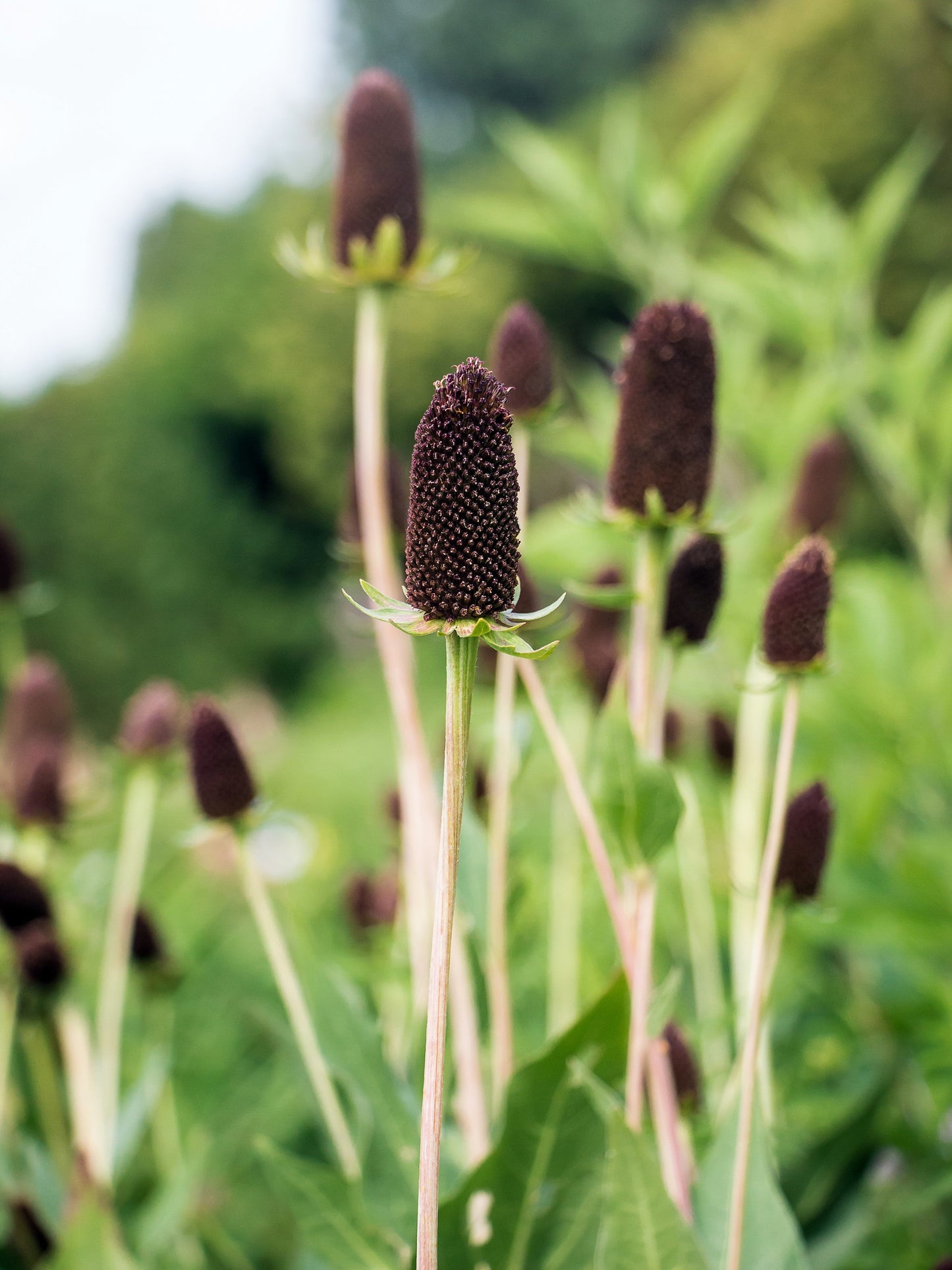 30 WESTERN CONEFLOWER Rudbeckia Occidentalis Green Wizard aka Rayless Naked Chocolate Black Flower Herb Seeds