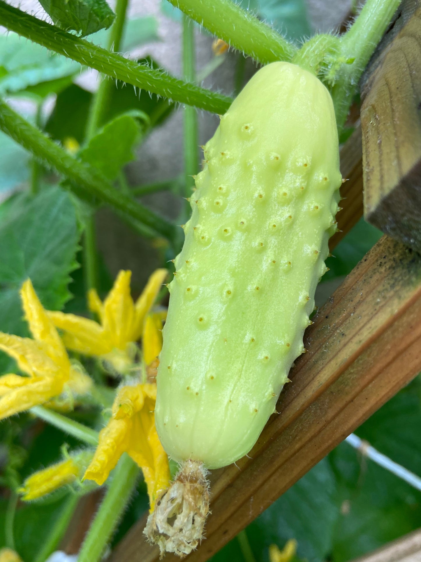 50 WHITE WONDER CUCUMBER Fruit Cucumis Sativus Seeds