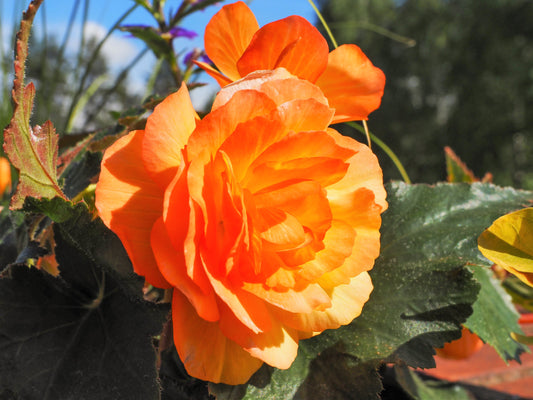 10 ORANGE DOUBLE BEGONIA Tuberosa Tuberous Begonia Shade Flower Seeds