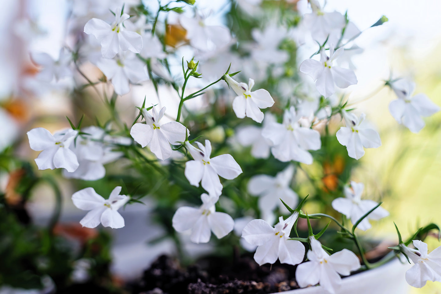 200 WHITE LOBELIA REGATTA Erinus Flower Seeds