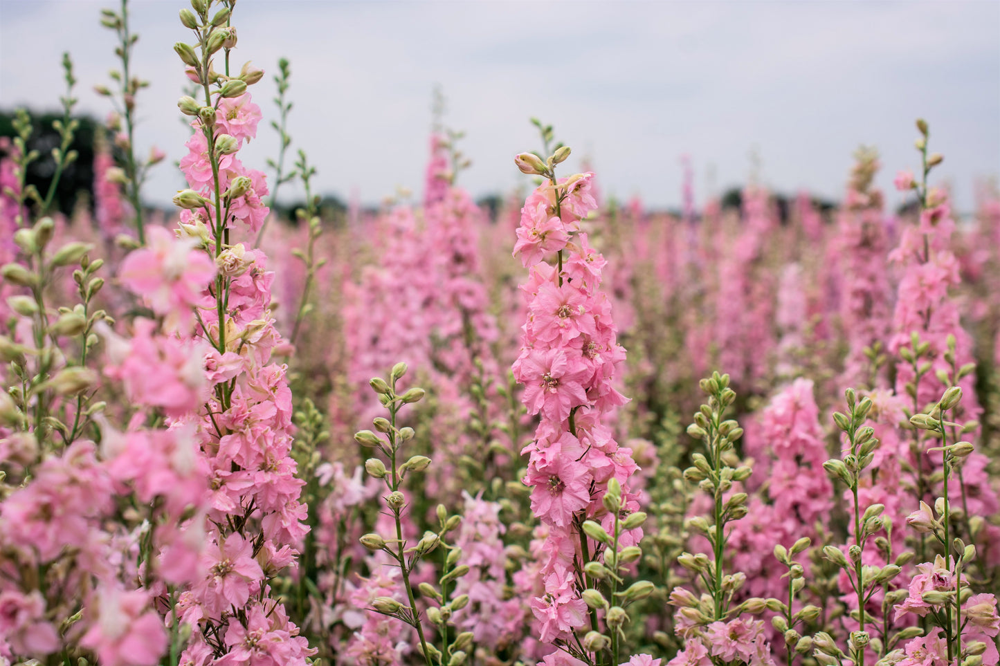 100 PINK PERFECTION LARKSPUR / DELPHINIUM Consolida Ambigua Ajacis Flower Seeds