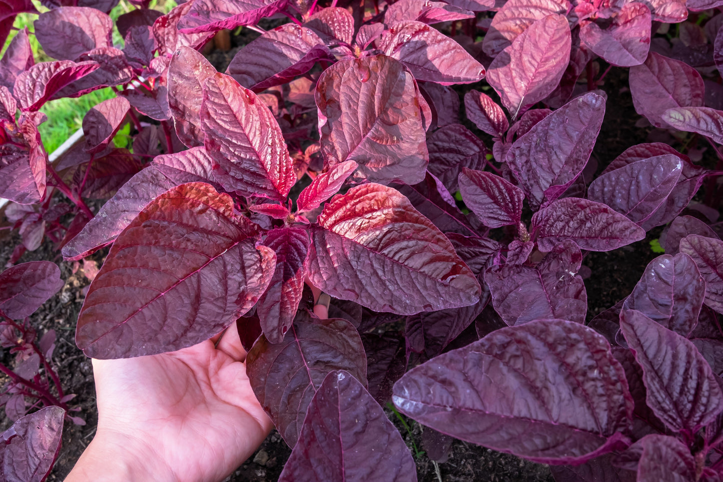 500 MIDNIGHT RED AMARANTHUS Cruentus Amaranth Flower Leaf Vegetable Seeds