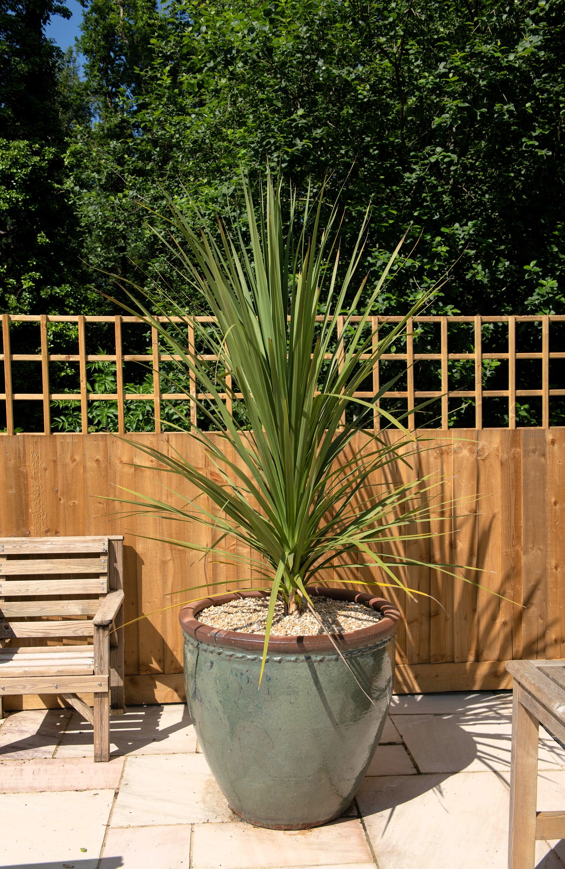 indivisa dracaena houseplant 50 CABBAGE PALM / GIANT DRACAENA Australis Cordyline Tree Houseplant S – Seedville USA