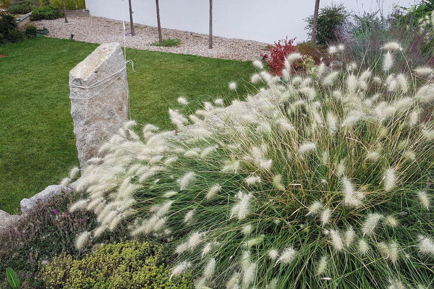 30 WHITE FOUNTAIN GRASS Pennisetum Villosum Ornamental Flower Seeds