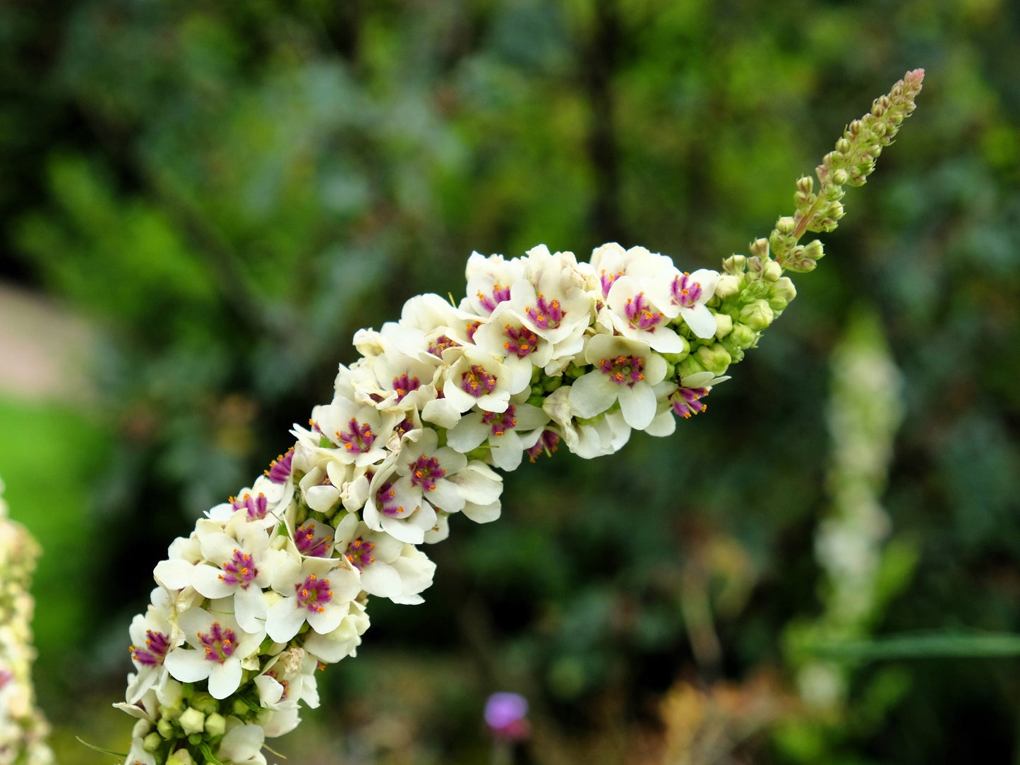 50 WEDDING CANDLES VERBASCUM Chaixii Album Mullein White Purple Flower Seeds