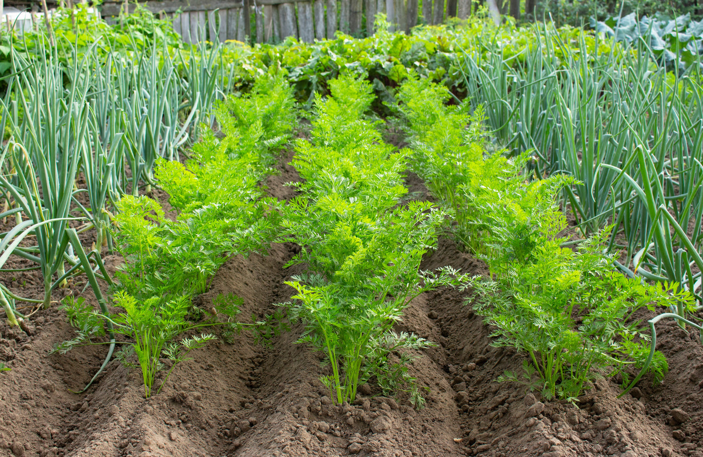 300 BLACK NEBULA CARROT Daucus Carota Root Vegetable Seeds