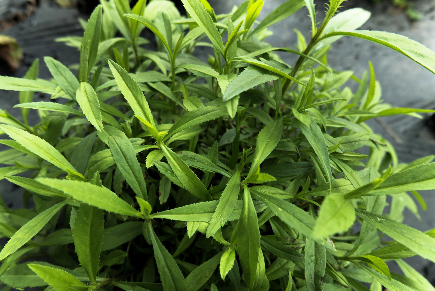 100 TARRAGON -  Kitchen / Common / Dragons Wort - Artemisia Dracunculus Flower Culinary Herb Seeds