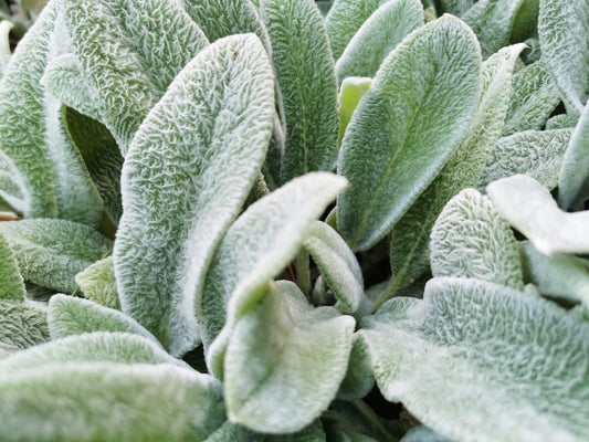 100 Wolly LAMBS EAR Stachys Byzantina Silvery Fuzzy Leaves Purple Flower Seeds