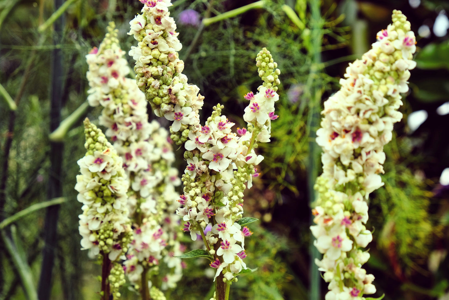 100 WHITE BLUSH VERBASCUM Blattaria Albiflorum Moth Mullein Flower Seeds