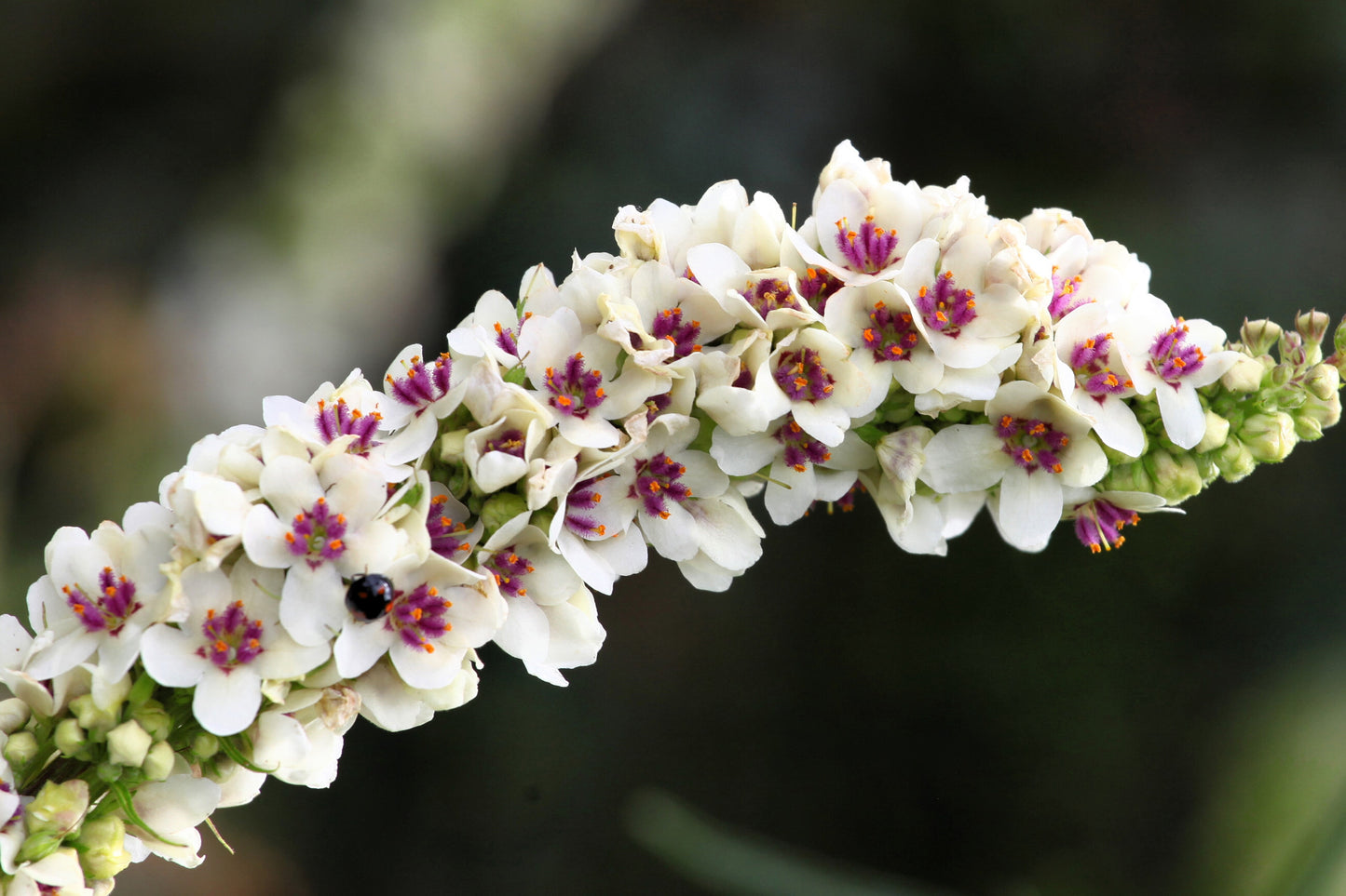 100 WHITE BLUSH VERBASCUM Blattaria Albiflorum Moth Mullein Flower Seeds