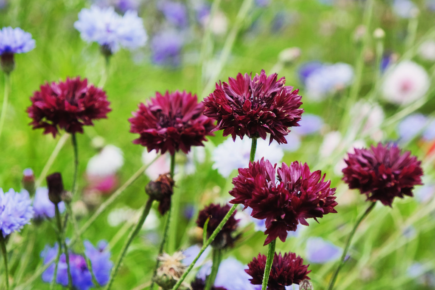 25 Black Garnet BACHELOR'S BUTTON / CORNFLOWER Centaurea Cyanus Flower Seeds