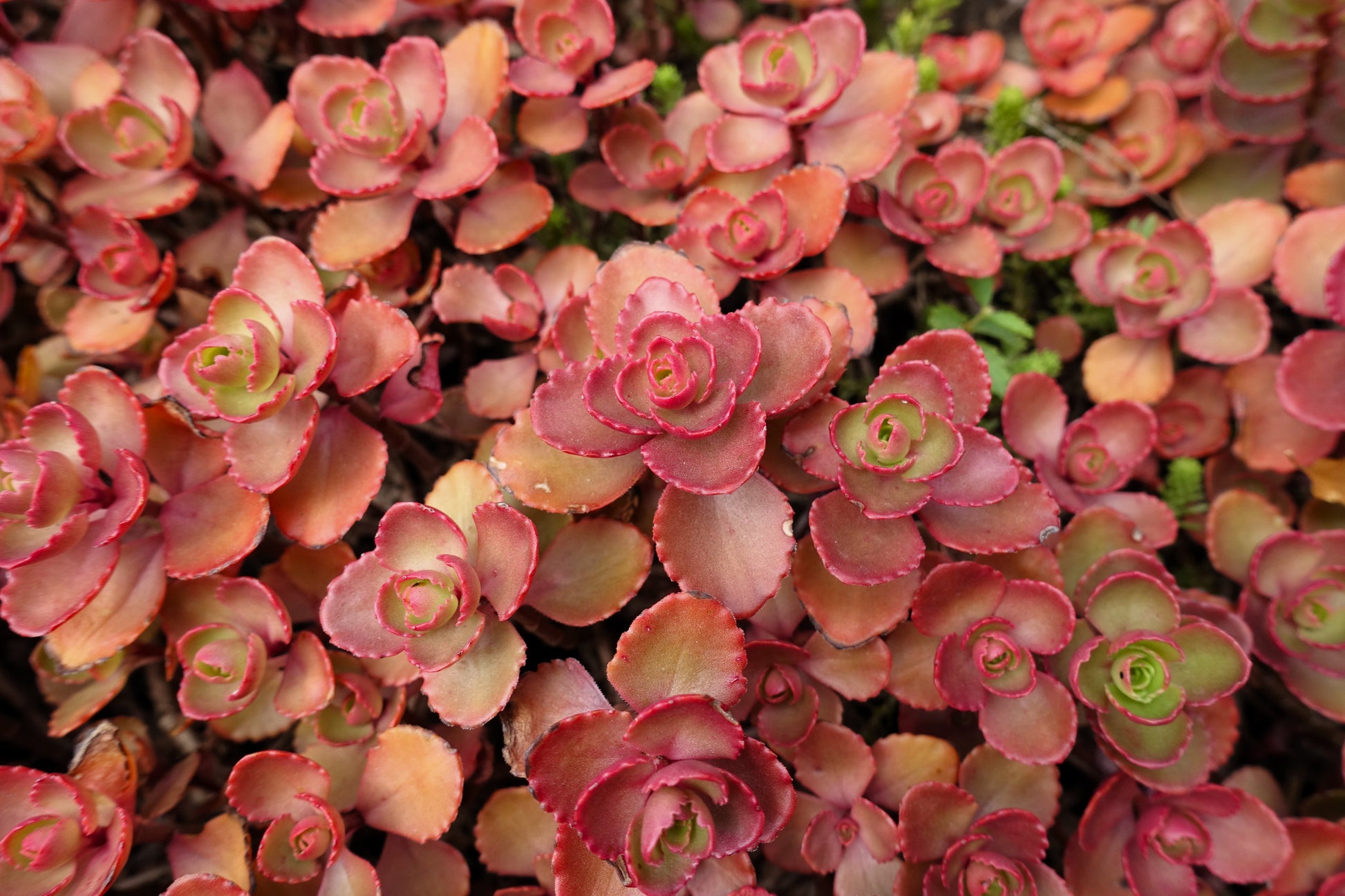 dragon blood succulent 50 Red DRAGONS BLOOD SEDUM Stonecrop Sedum Spurium Flower Seeds – Seedville USA