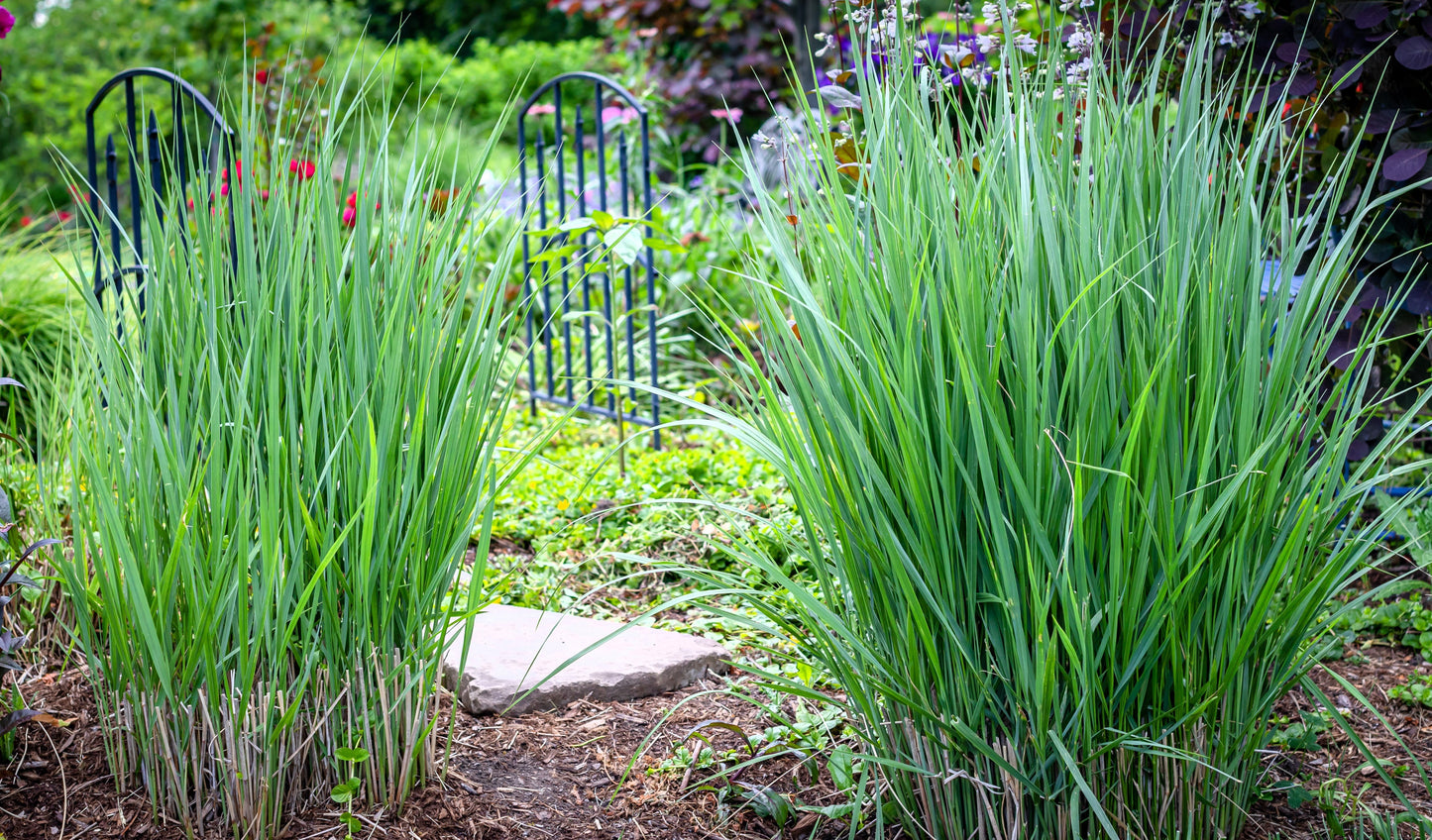 1000 SWITCHGRASS Tall Panic Switch Grass Panicum Virgatum Red Flower Seeds
