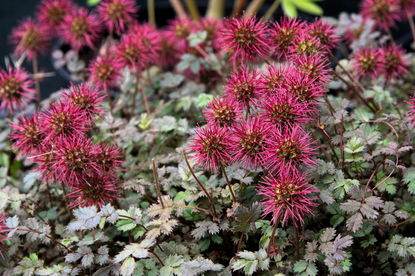 20 NEW ZEALAND BURRS Scarlet Piripiri Acaena Microphylla Flower Ground Cover Seeds