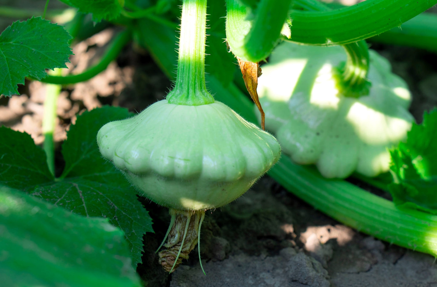 20 Green Tint BUSH SCALLOP SQUASH (Patty Pan / Paty Pan / Squanter Squash) Summer Cucurbita Pepo Vegetable Seeds