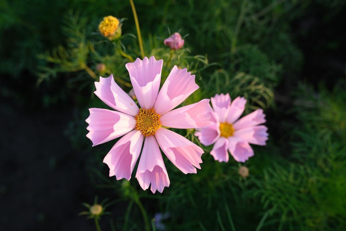 200 COSMOS SEASHELLS Cosmos Bipinnatus Sea Shells Flower Seeds