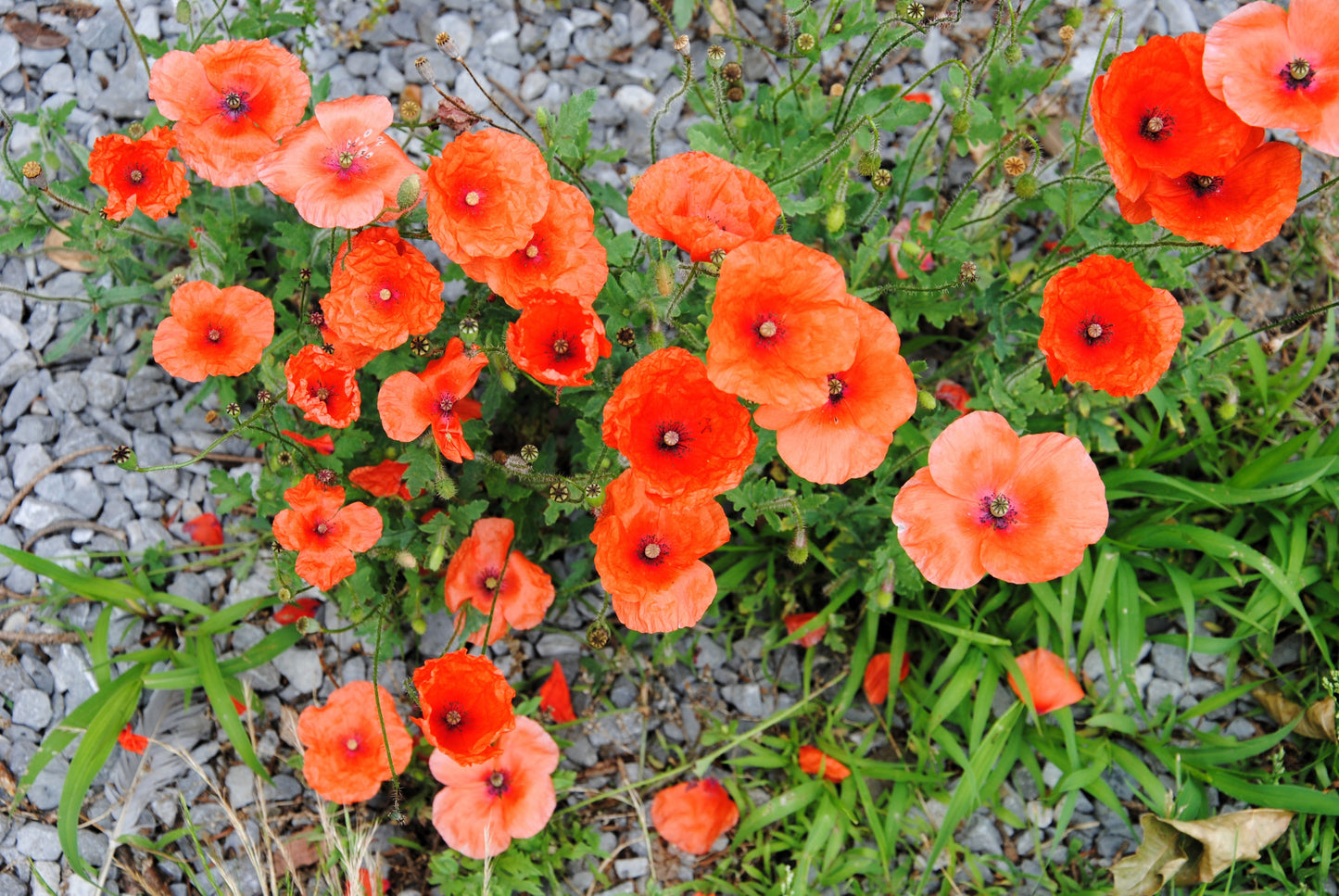 250 Red LONG POD POPPY Papaver Dubium Long Headed Blindeyes Flower Seeds