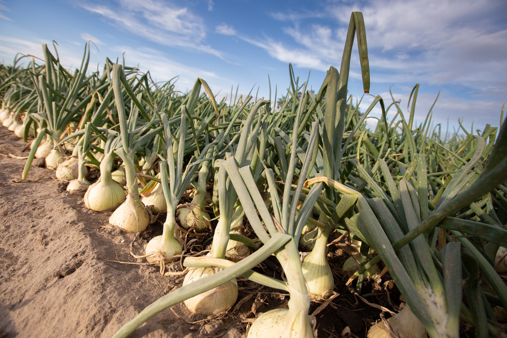 planting walla walla onions from seed 250 Sweet WALLA WALLA ONION Allium Cepa Vegetable Seeds – Seedville USA