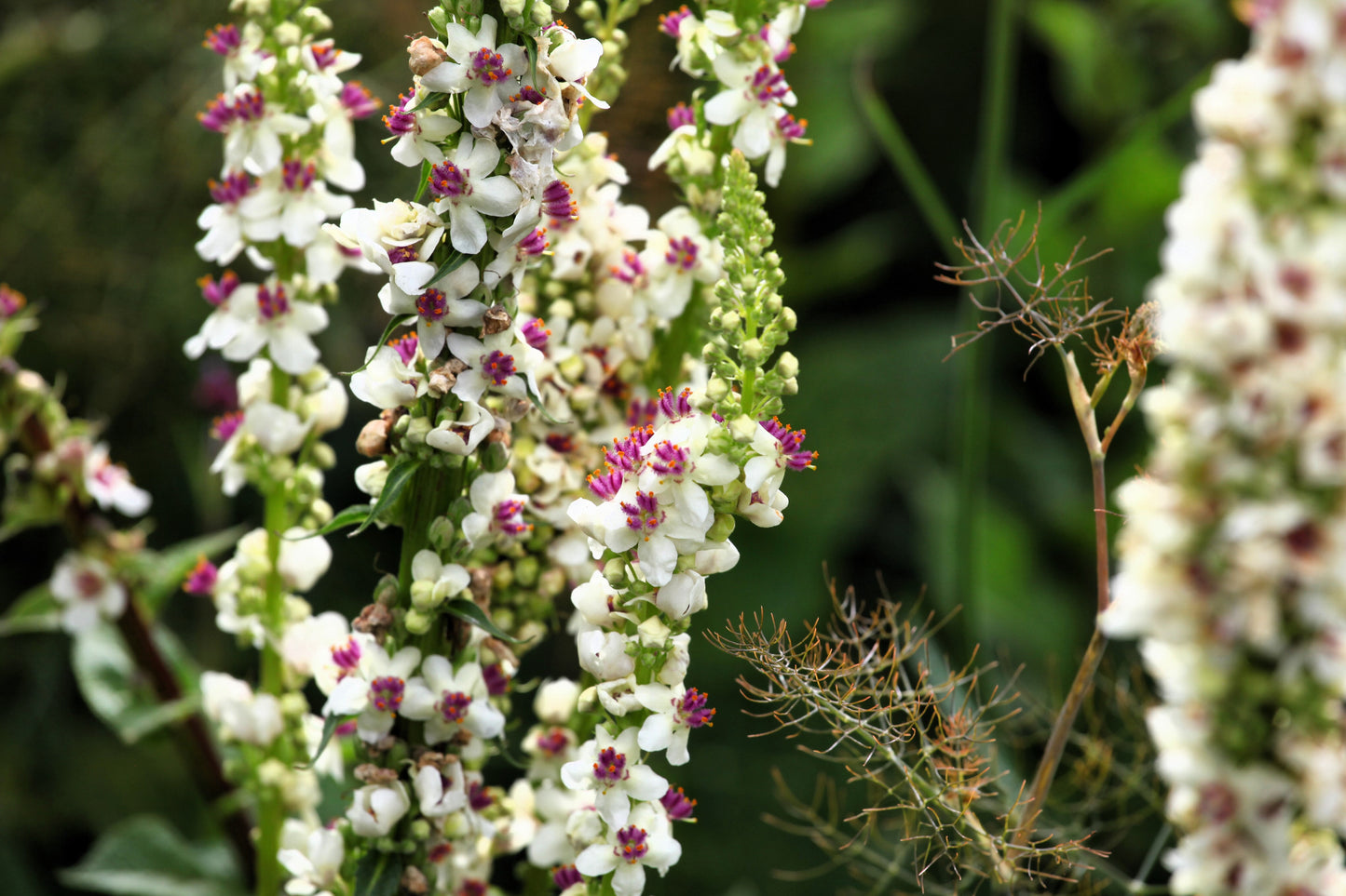 100 WHITE BLUSH VERBASCUM Blattaria Albiflorum Moth Mullein Flower Seeds