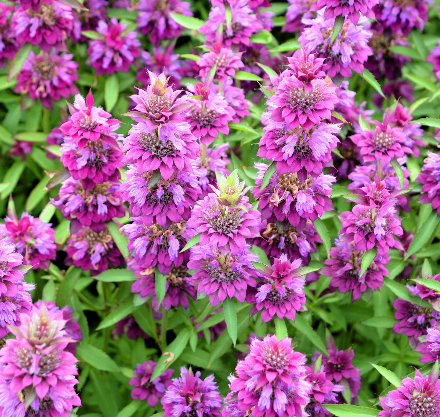 25 BEE BALM MIX Lemon Hummingbird Mint Monarda Didyma Mixed Colors Scarlet, Red, Pink, Purple, Spotted, & Salmon Flower Seeds