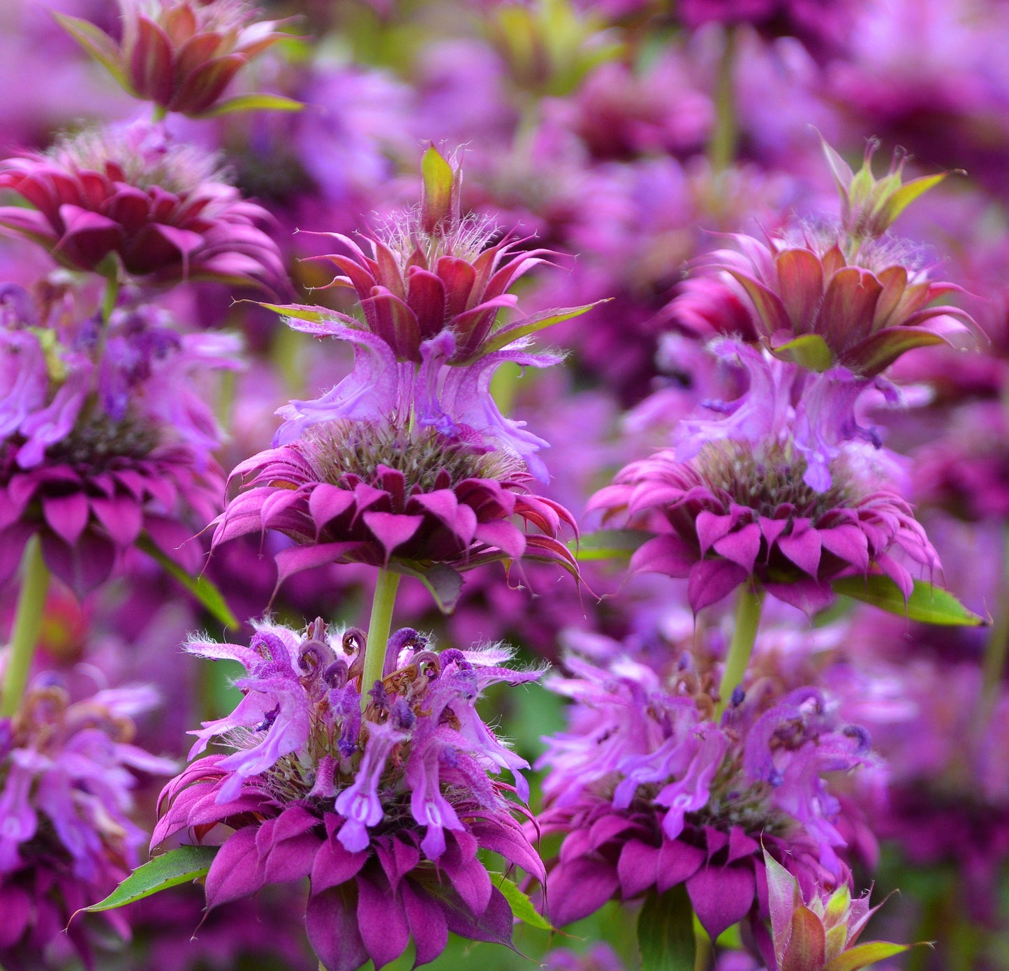 25 BEE BALM MIX Lemon Hummingbird Mint Monarda Didyma Mixed Colors Scarlet, Red, Pink, Purple, Spotted, & Salmon Flower Seeds
