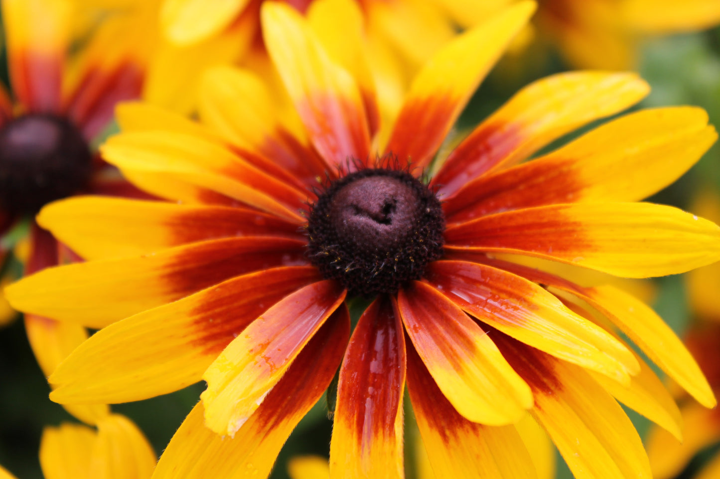 4000 Indian Summer GLORIOSA DAISY Rudbeckia Hirta Red Yellow Brown Flower Seeds