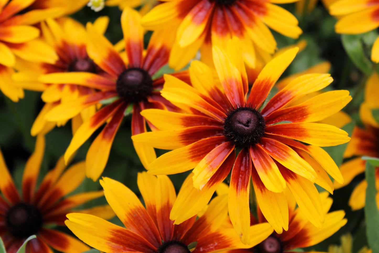 4000 Indian Summer GLORIOSA DAISY Rudbeckia Hirta Red Yellow Brown Flower Seeds