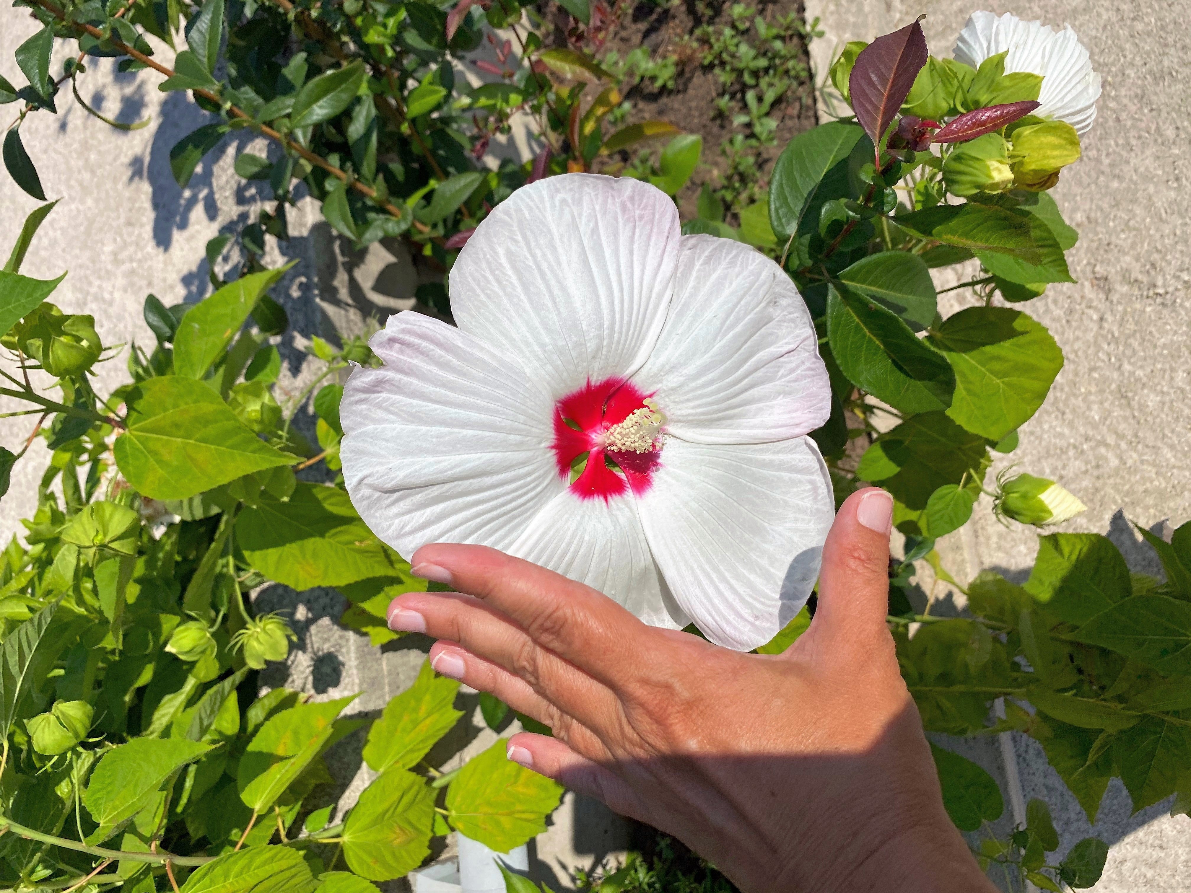 25 MIXED LUNA HIBISCUS Moscheutos Hardy Mixed Colors - Red, Hot