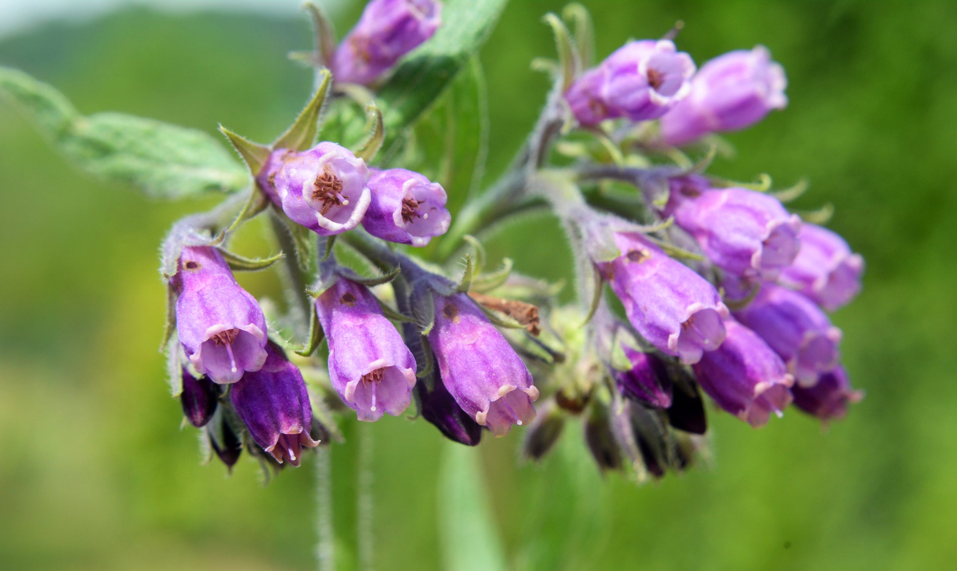 comfrey plant seeds for sale 10 TRUE COMFREY Comphrey Symphytum Officinale Herb Seeds Purple Flowers