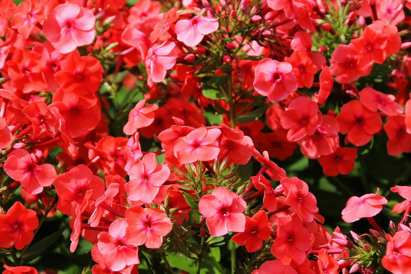 800 RED DRUMMOND PHLOX (Texas Pride) Phlox Drummondii Flower Seeds