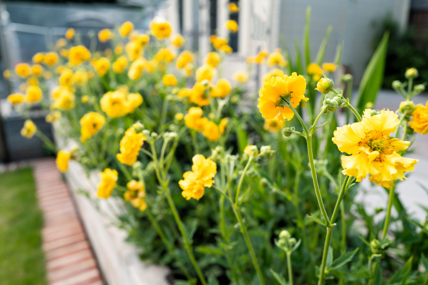 10 Yellow Lady Stratheden GEUM Chiloense Flower Seeds