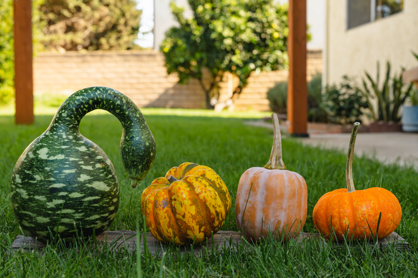 15 GOOSENECK / Bottle / SWAN GOURD Lagenaria Siceraria Vine Seeds