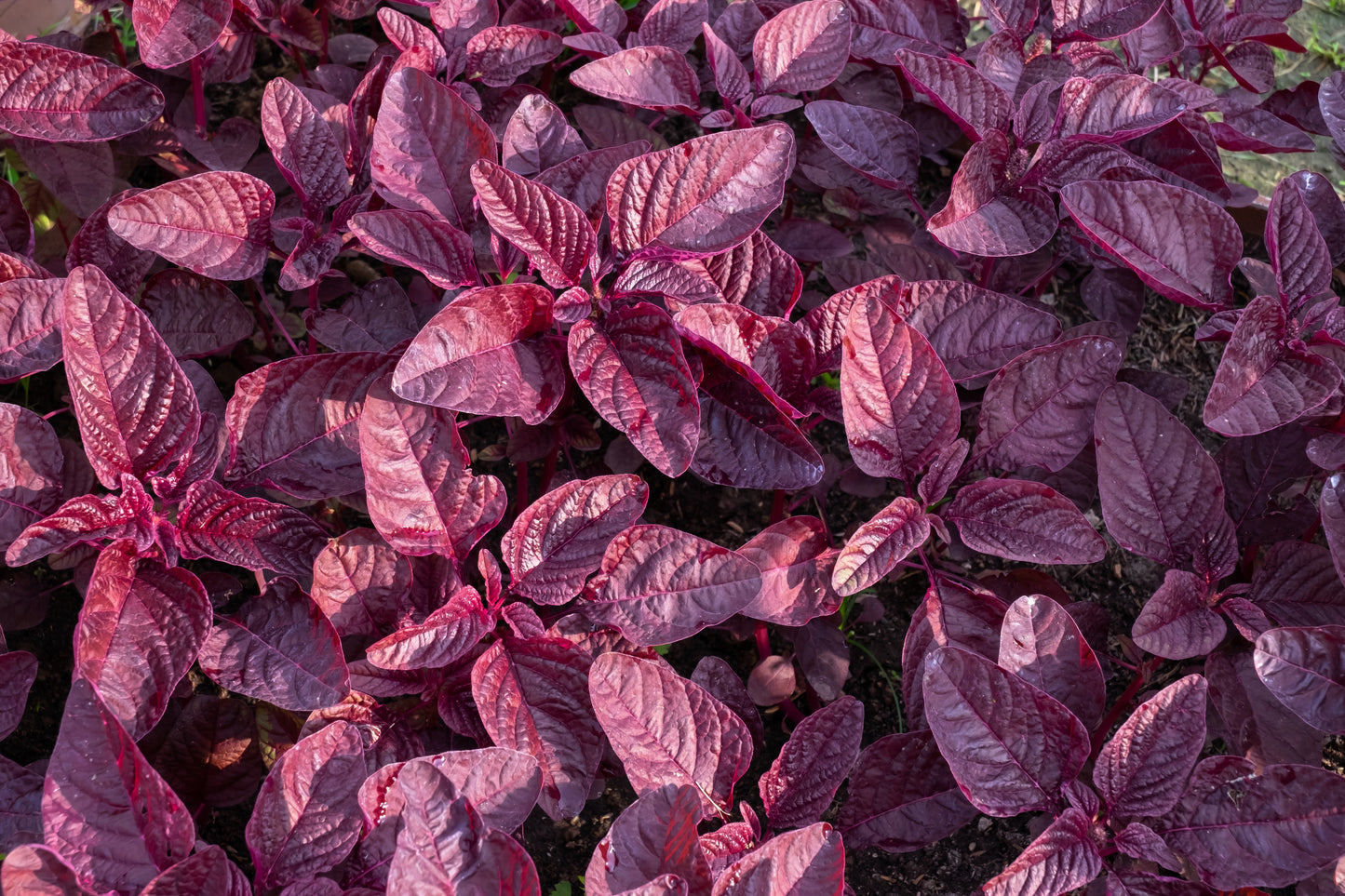 500 MIDNIGHT RED AMARANTHUS Cruentus Amaranth Flower Leaf Vegetable Seeds