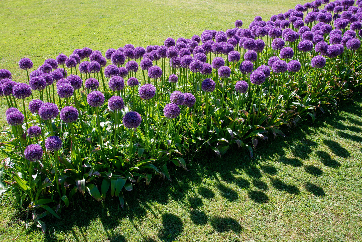 25 GIANT ALLIUM Allium Giganteum Purple Globe Flower Seeds